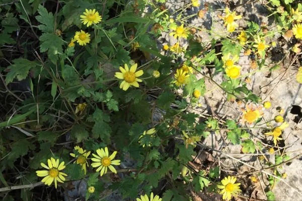 菊花的品种，常见野菊、墨菊、日光菊等种类