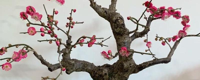 花卉的种类，常见的有梅花、玫瑰等