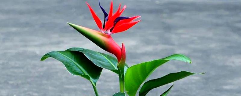 天堂鸟怎么养殖，每天提供8小时以上的散射光