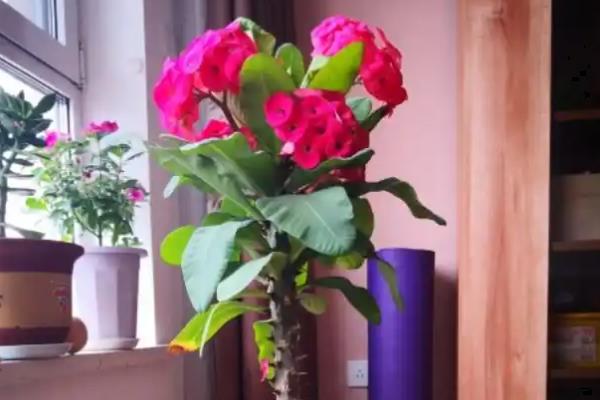 麒麟花的养护方法，需要及时进行修剪