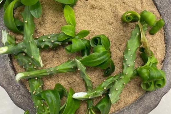 麒麟花的养护方法，需要及时进行修剪