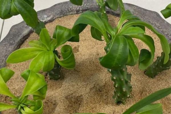 麒麟花的养护方法，需要及时进行修剪