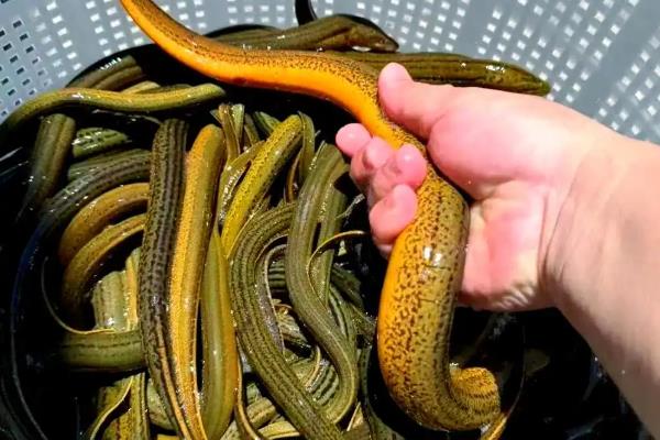 黄鳝是不是雌雄同体，黄鳝不是雌雄同体
