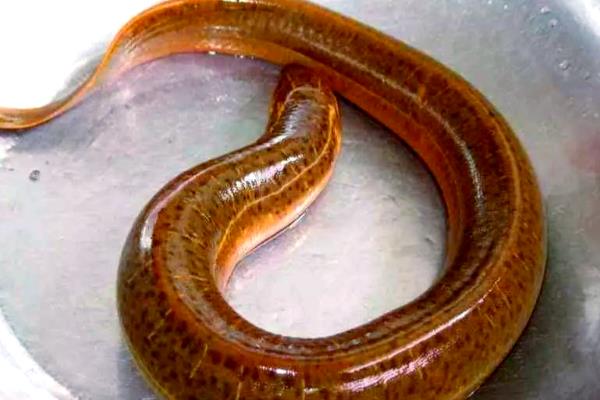 黄鳝是不是雌雄同体，黄鳝不是雌雄同体