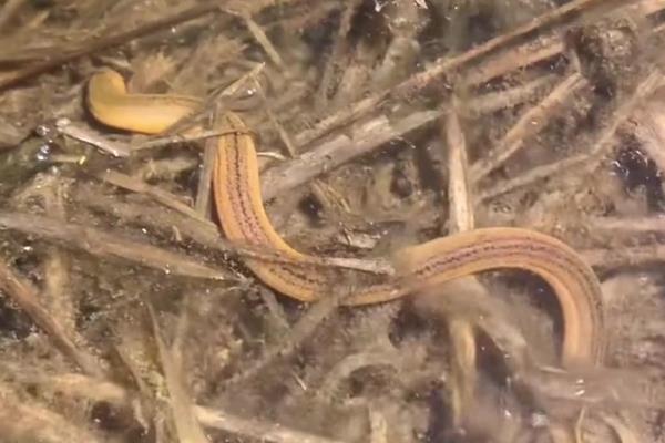 黄鳝是不是雌雄同体，黄鳝不是雌雄同体