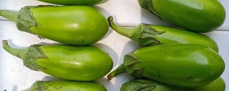 哪些绿茄子产量高，包括金富早绿茄、新乡糙青茄等品种