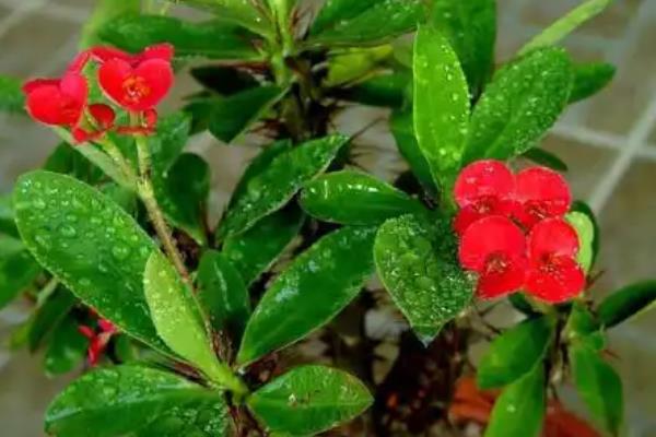 麒麟花的养护方法，需要及时进行修剪