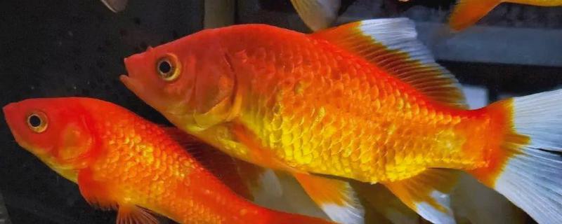 红鲫鱼可以长到什么程度，人工饲养体重能达到500-600克左右