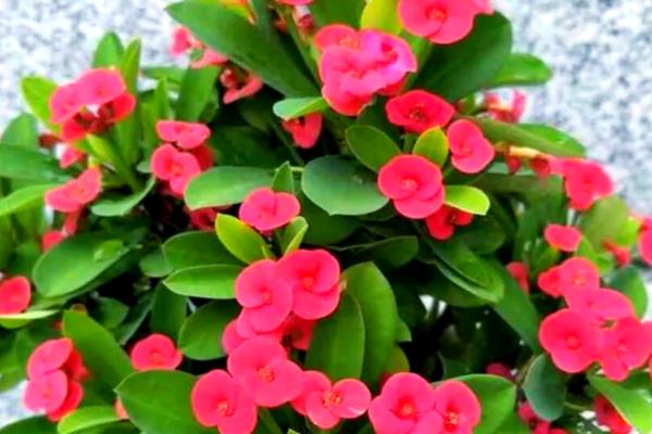 麒麟花的养护方法，需要及时进行修剪