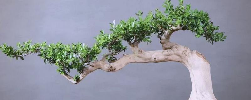 黄杨树的寓意，寓意着坚韧不拔