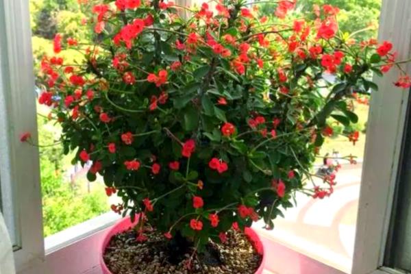 麒麟花的养护方法，需要及时进行修剪