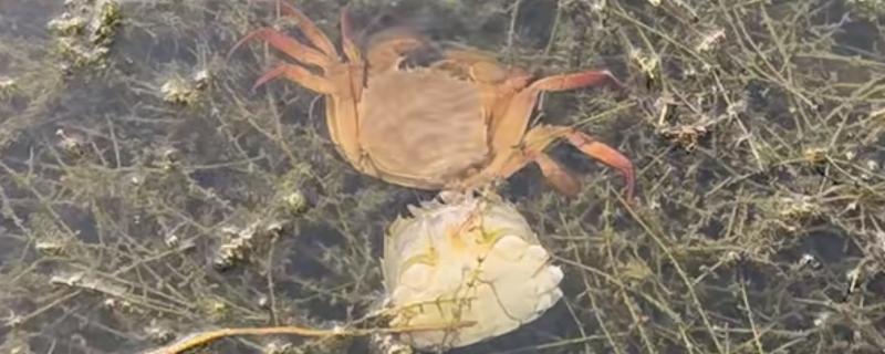 螃蟹脱壳后几天能恢复进食，3-4天就会恢复进食