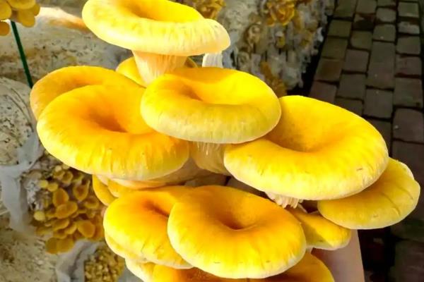 一亩大棚榆黄蘑的产量，约为2000-3000斤左右