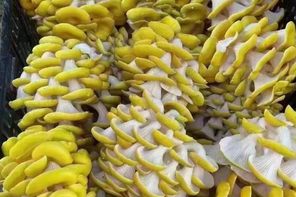 一亩大棚榆黄蘑的产量，约为2000-3000斤左右