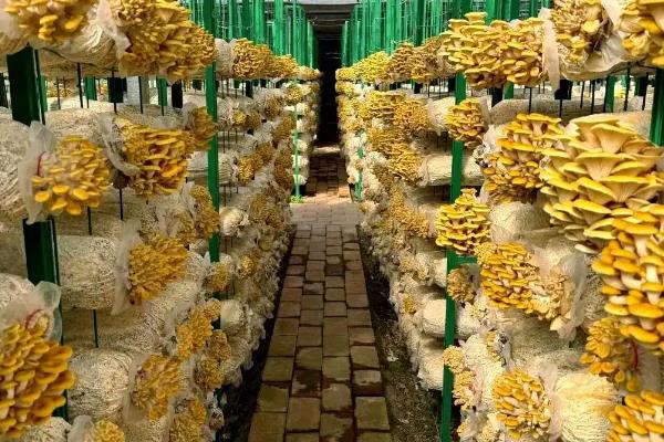 一亩大棚榆黄蘑的产量，约为2000-3000斤左右