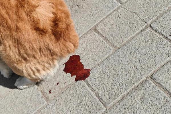 狗狗便血的原因，可能是误食异物划伤肠道所致