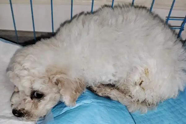 狗狗便血的原因，可能是误食异物划伤肠道所致