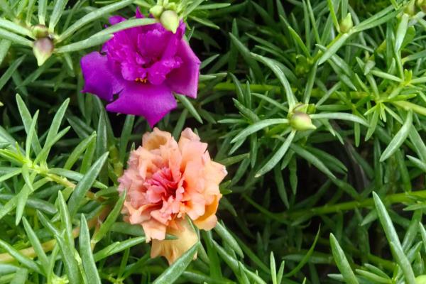 太阳花叶子收拢的原因，长期缺光或养分不足等因素会导致叶片收拢