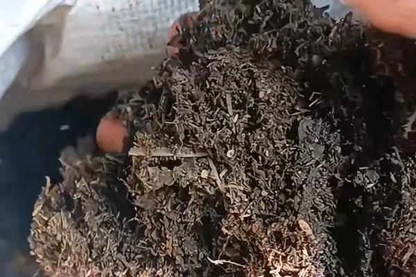 太阳花叶子收拢的原因，长期缺光或养分不足等因素会导致叶片收拢