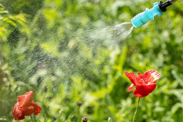 太阳花叶子收拢的原因，长期缺光或养分不足等因素会导致叶片收拢