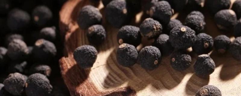 小柑胎是山橘吗，小柑胎不是山橘