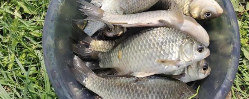 怎么在水库中钓鲫鱼，首选钓点是水草区