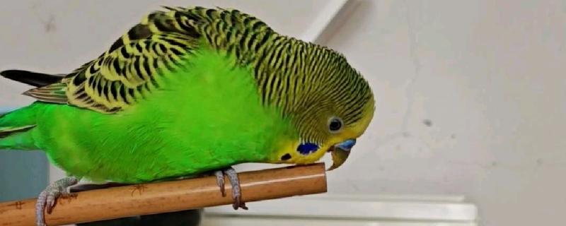 鹦鹉可以和人对话吗，是不能和人对话的