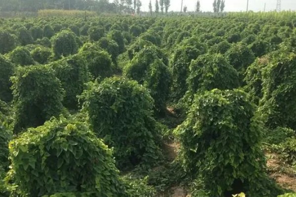 山药亩产多少斤，亩产量在3000-11000斤