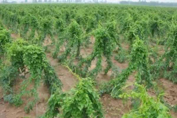 山药亩产多少斤，亩产量在3000-11000斤