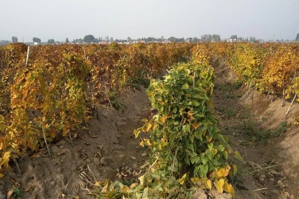 山药亩产多少斤，亩产量在3000-11000斤