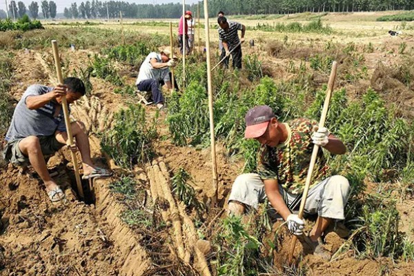 山药亩产多少斤，亩产量在3000-11000斤