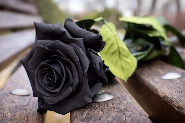 黑玫瑰有哪些花语，代表独特的爱、霸道的爱、独一无二