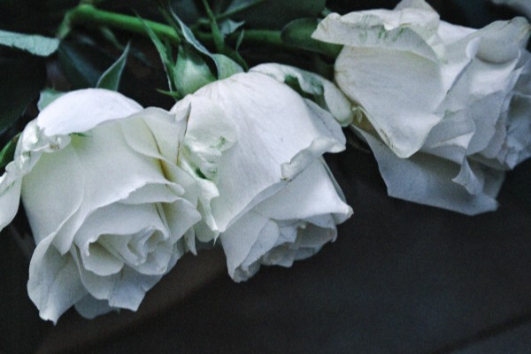 黑玫瑰有哪些花语，代表独特的爱、霸道的爱、独一无二