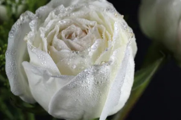 黑玫瑰有哪些花语，代表独特的爱、霸道的爱、独一无二