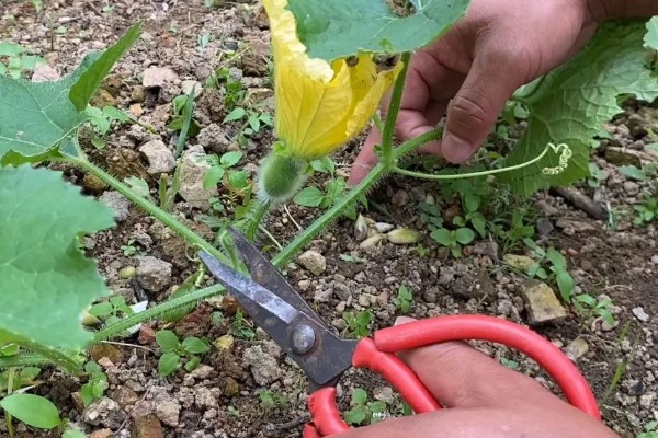 冬瓜的成熟时间，一般是8-10月份左右