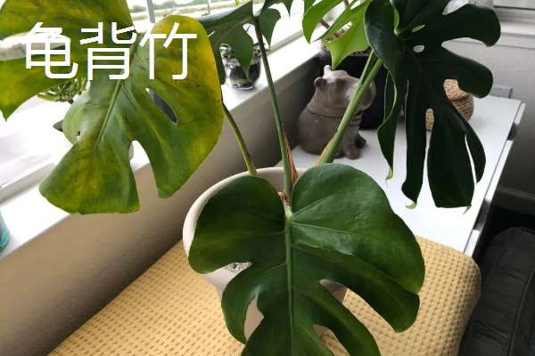 净化甲醛的植物有哪些,有吊兰、龟背竹等