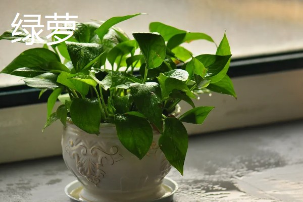 净化甲醛的植物有哪些,有吊兰、龟背竹等