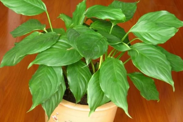 净化甲醛的植物有哪些,有吊兰、龟背竹等