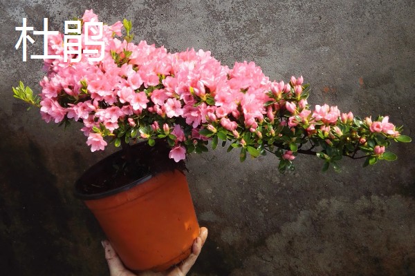 净化甲醛的植物有哪些,有吊兰、龟背竹等