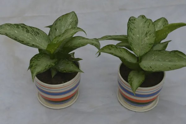 净化甲醛的植物有哪些,有吊兰、龟背竹等