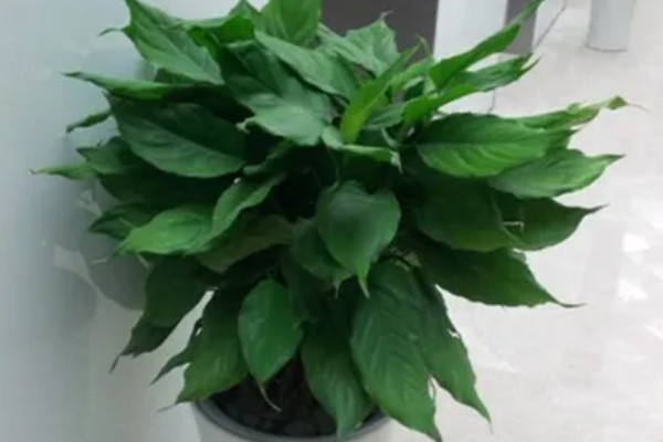 净化甲醛的植物有哪些,有吊兰、龟背竹等