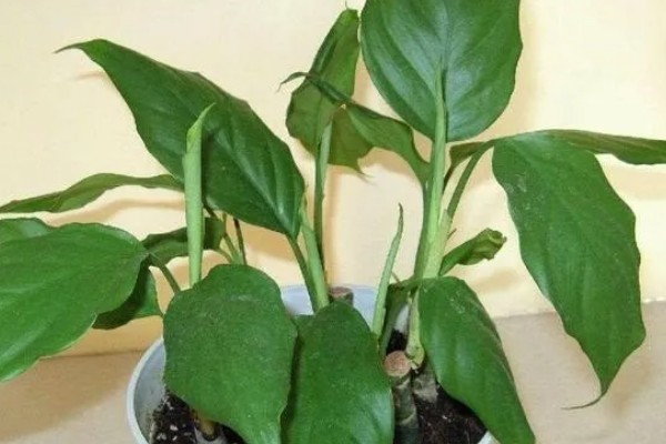 净化甲醛的植物有哪些,有吊兰、龟背竹等