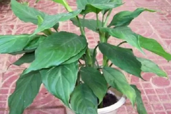 净化甲醛的植物有哪些,有吊兰、龟背竹等