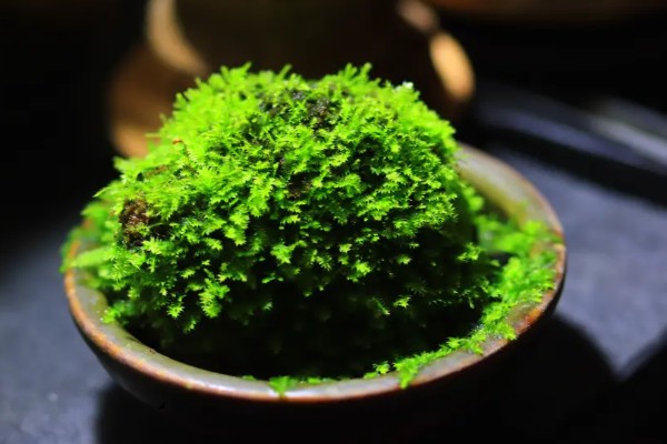 植物有什么种类，分为裸子植物、藻类植物等类型