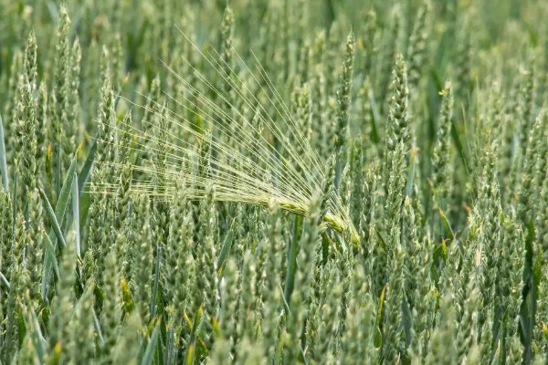 植物有什么种类，分为裸子植物、藻类植物等类型