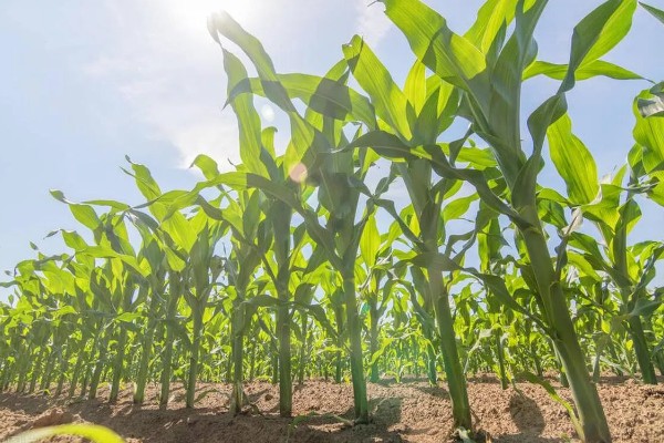 植物有什么种类，分为裸子植物、藻类植物等类型