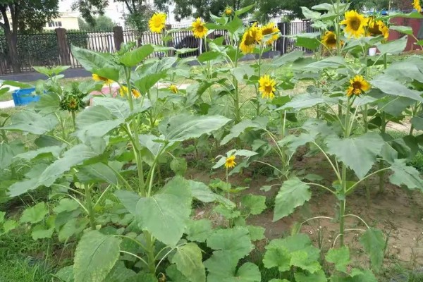 植物有什么种类，分为裸子植物、藻类植物等类型