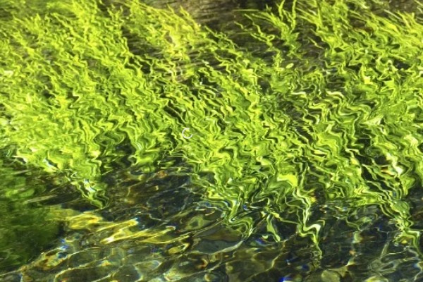 植物有什么种类，分为裸子植物、藻类植物等类型