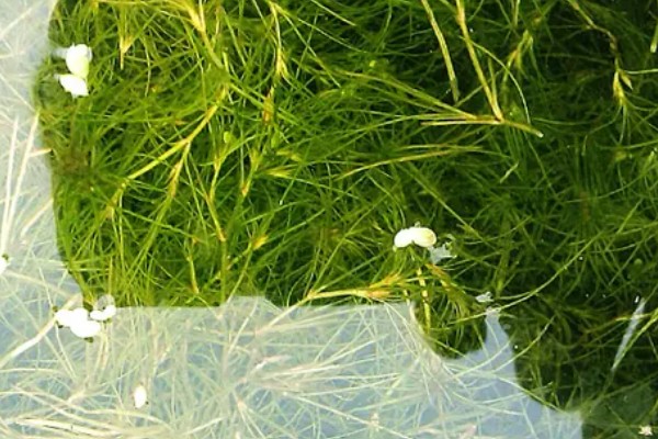 植物有什么种类，分为裸子植物、藻类植物等类型