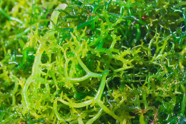 植物有什么种类，分为裸子植物、藻类植物等类型